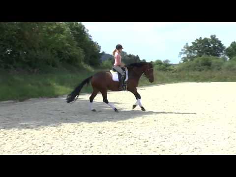 Aditi, 4 jährige Trakehner Stute von Pr.Hengst Guardian(Imperio/Consul)