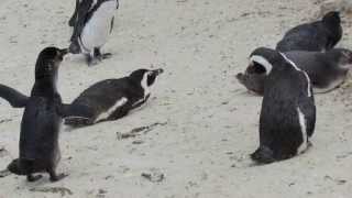 preview picture of video '31102013 Penguin colony. Boulders bay. Foxy beach. South Africa'