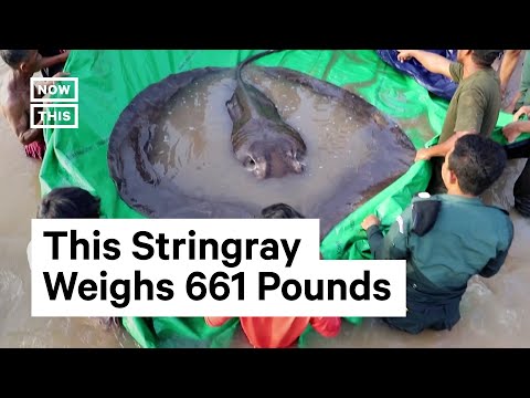 'World's Largest' Freshwater Fish Caught in Cambodia 😯