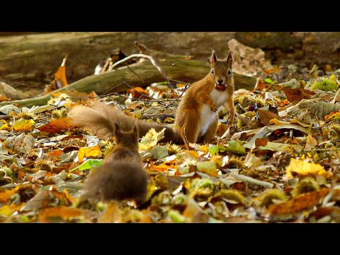 Wonderful Wildlife on Islands of Wild Great Britain | Our World