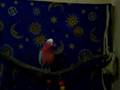 Elmo Talking Galah 2