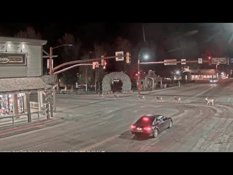 Jackson Hole WY Town Square 🔼 8 deer_02/08/2018