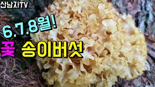 초보자도 쉽게 찾는 보물! 꽃 송이버섯 해면버섯 꽃송이효능 초보산행 산남자 버섯 산나물 약초 항암 자연 건강…