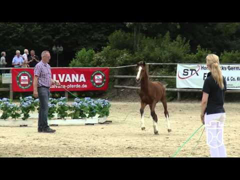 RD077 Stutfohlen von Cannavaru   Casall   Alboretto Apple Geräte HD Höchste Qualität