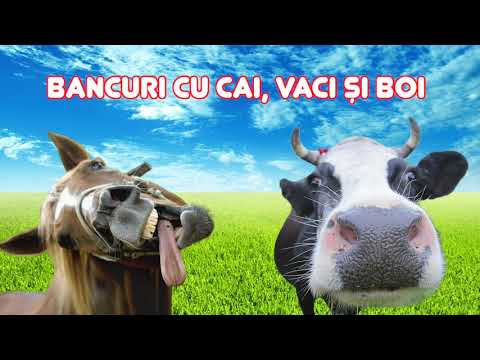 Cele mai Bune Bancuri cu Cai , Vaci si Boi