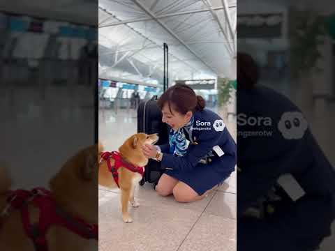 空港で柴犬を見つけたCAさんの反応