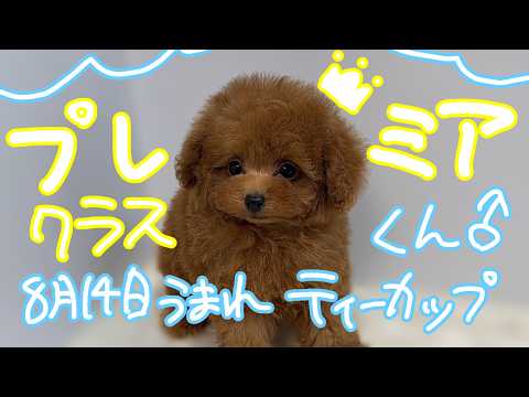 YouTube動画のサムネイル