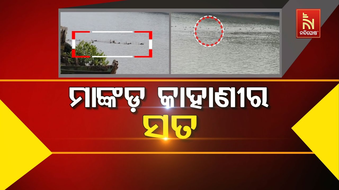 🔴 Live | ମାଙ୍କଡ଼ କାହାଣୀର ସତ | Nandighosha TV | Odisha | Odia News