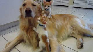 Little Kitten Sneezes In Dog&#39;s Face &amp; Sniffs His Lips While Brother is Sitting on his Back