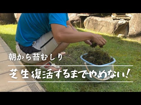 芝生からコケを取り除いたほうがいいでしょうか？その理由と方法: どのような治療法ですか?  庭園