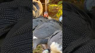 Galinha da Angola cuidando da linda vestimenta! #aves