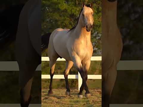 , title : 'Quarter Horse video 🐎 #horse #quarterhorse'