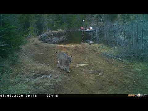 Observer les Orignaux avec Roland.