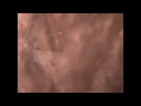 Rabbitmusic - rabbit - r u s t l e