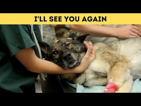 Heartbroken Vet Reveals: What Pets Do Minutes Before Being Put To Sleep