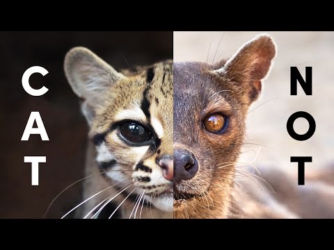 Wild Cats' Closest Relatives (Inc All 4 Hyena Species)