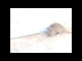 Gato Vs Raton Karateca Amv Eminem