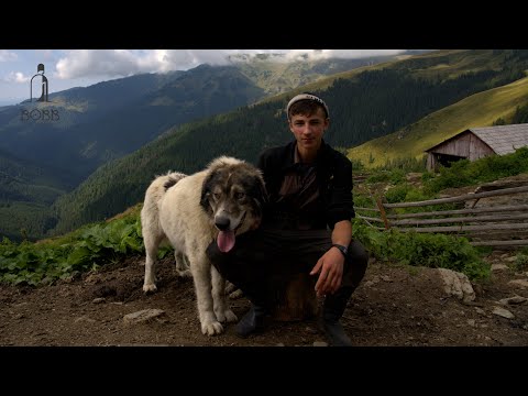 1200 de oi BREZE la stâna fraților Strîmbu din muntele Cișa-Paltin | Max este baci de la 14 ani