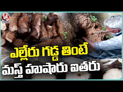 Health Benefits Of Eating Yelleru Gadda  | Medak | V6 News