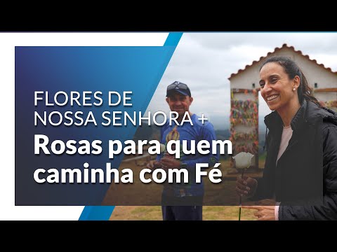 Flores de Nossa Senhora: rosas para quem caminha com fé
