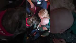 Video preview image #1 Mastiff-Unknown Mix Puppy For Sale in Germantown, OH, USA