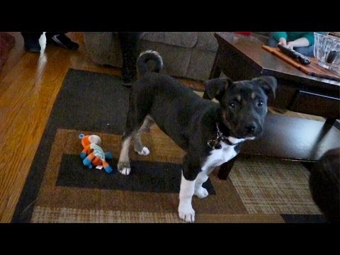 Осиновеният Хънтър спаси живота на новите си собственици