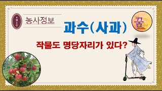 [농사정보] 사과도 명당 자리가 있다?