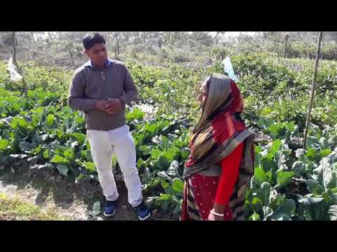 Climate smart vegetables production technology