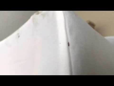 Vacuuming up the Bed Bugs in Colts Neck, NJ