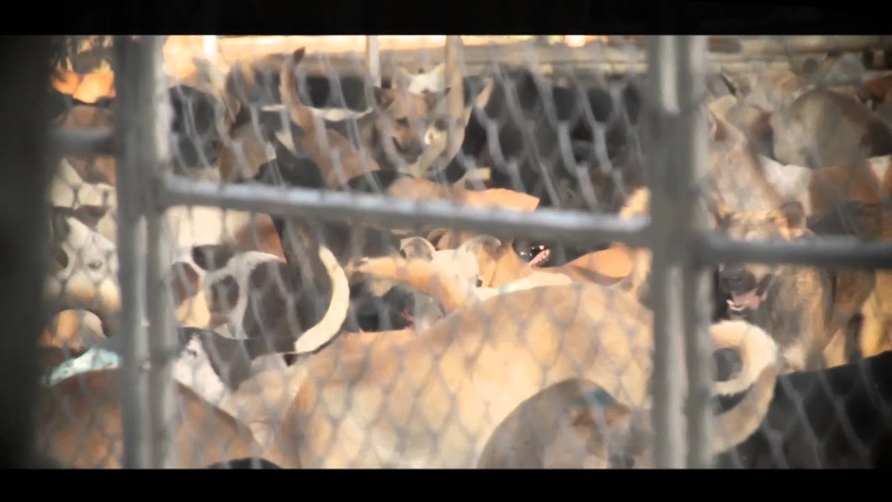 Shadow Trade - Trailer