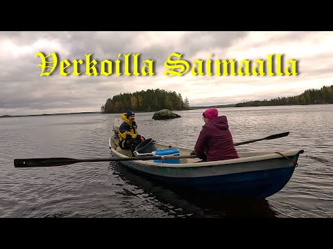 Sisko ja sen veli Saimaalla lokakuussa 2023