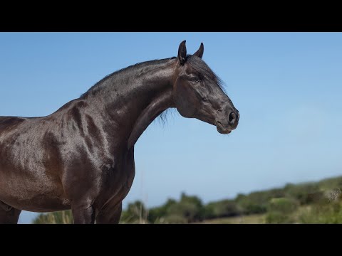 Horse for Sale |  Stunning piro free gelding - a true black beauty (REF#842)