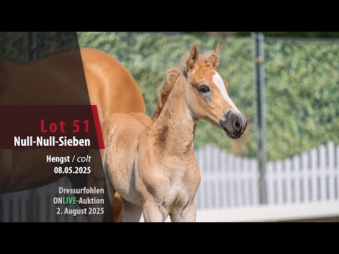 Dressurfohlen ONLIVE-Auktion Lot 51 Null-Null-Sieben Hengst v. Naigon - Steintänzer