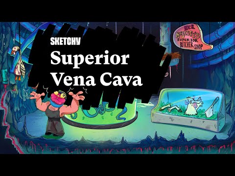 Superior Vena Cava and Its Functions (Part 1) | Anatomy | Sketchy Medical | USMLE Step 1