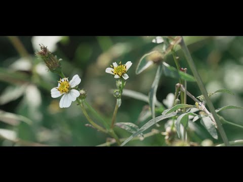 Insular - Gabo Ferro (Cover, Vivo en Casa del Poeta)
