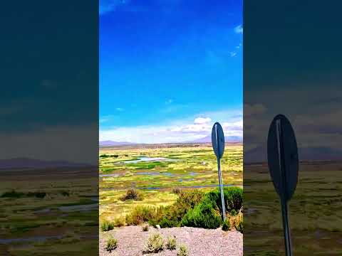 Bofedal o humedal de altura de Colchane, Región de Tarapacá, Chile.