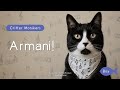 Say Hello To Armani A Tuxedo Cat Name To Love Critter Monikers