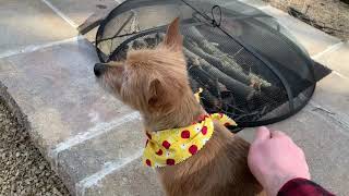 Lone Wolf Bushcraft introduces Bailey, while chilling Outdoors