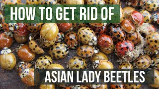 How to Get Rid of Asian Lady Beetles (Harlequin Ladybugs)