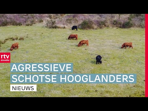 Agressieve Schotse hooglanders in Zuidwolde & Mogelijk kernafval in zoutkoepels | RTV Drenthe