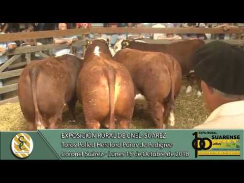15-10-18 Venta de toros P. Hereford P.P. - Expo Coronel Suárez - Coronel Suárez