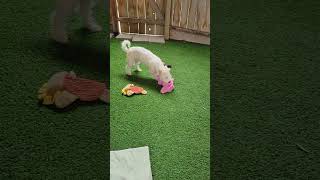 Video preview image #1 Mutt Puppy For Sale in Lindsay, CA, USA