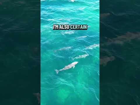 Hoodlums on the run. #dolphin #drone #ocean #travel #nature #funny