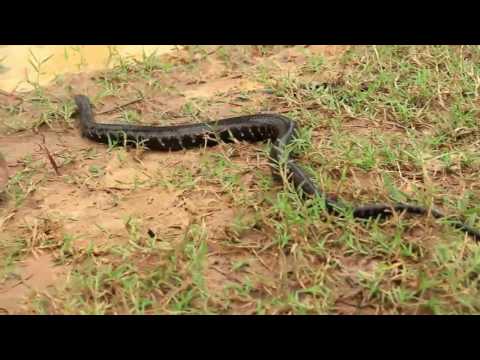 Small children catching a big snake with bare hands