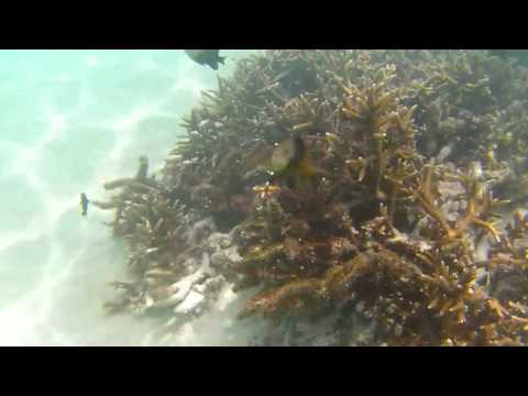 download lagu mp3 mp4 Cranky Fish, download lagu Cranky Fish gratis, unduh video klip Cranky Fish