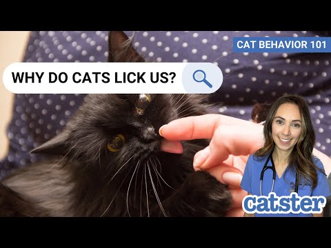 Why Do Cats Lick You? (vet answer) | CAT BEHAVIOR 101