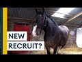 Meet The Household Cavalry S New Drum Horse