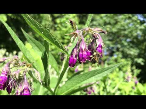 Bumblebees nectar robbing from comfrey flowers