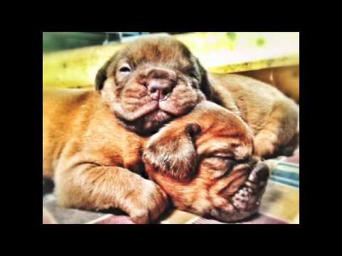Videoclip de Dogs Are Everywhere — Pulp