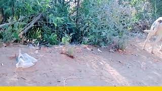 Baby Girl Is Being Raised By Six German Shepherds | The Dodos, 😍 ODV